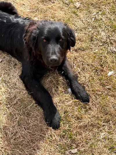 8 Month Old Puppy Looking His Forever Home, View more