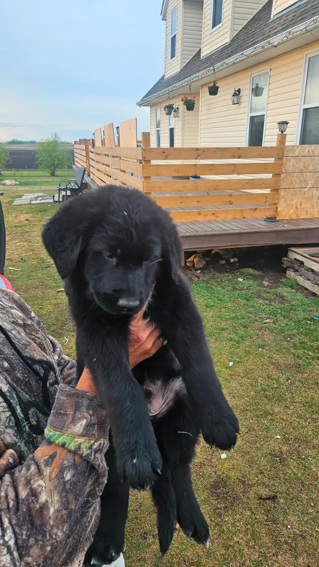 German shepherd puppies in Dogs & Puppies for Rehoming in Edmonton - Image 4
