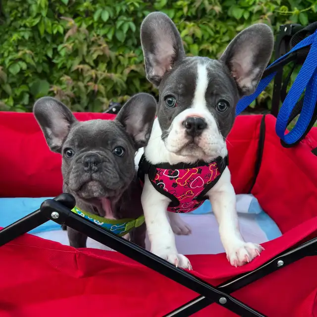 Female French bulldog  14 weeks olds in Dogs & Puppies for Rehoming in Markham / York Region - Image 3