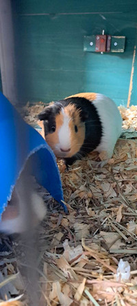 FREE 10 month old guinea pigs 