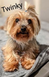 Female Yorki looking for new Home