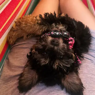 Adorable Pooton, View more