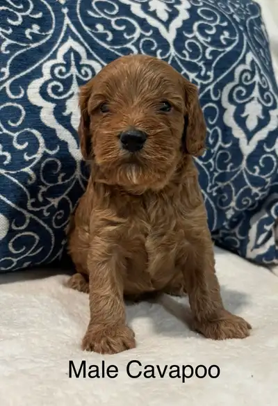 Cavapoo Puppies, View more