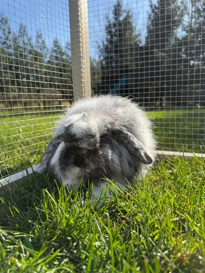 Neutered Fuzzy Lop , View more