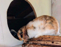 Purebred Holland Lop Bunnies