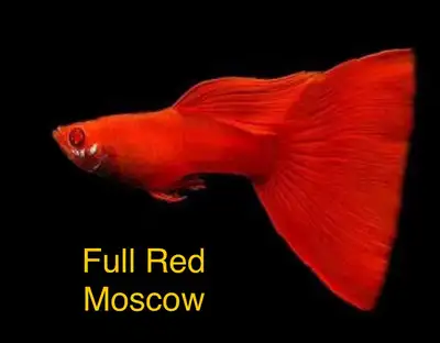 TEN GORGEOUS GUPPY VARIETIES , View more