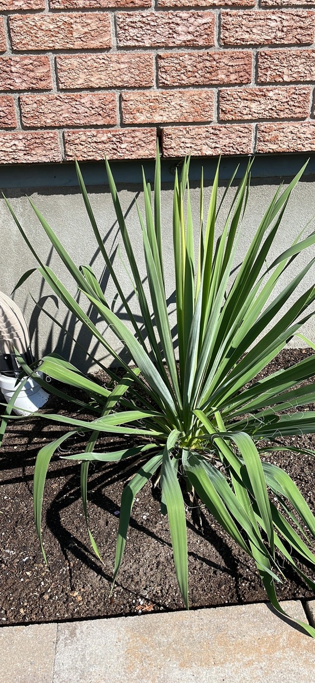 Beautiful Mature perennial Yucca Plants Plants, Fertilizer & Soil