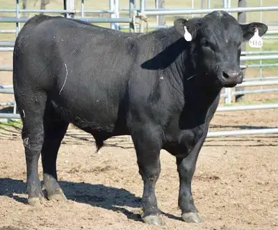 Looking for a Bull rental, View more
