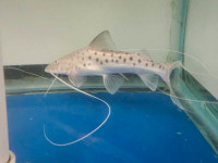 Piraiba Catfish