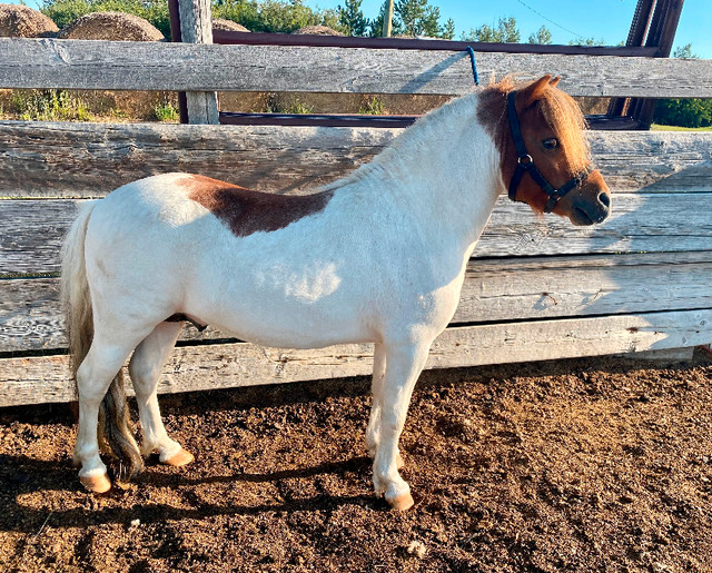 Miniature Stallion Standing At Stud in Horses & Ponies for Rehoming in Calgary