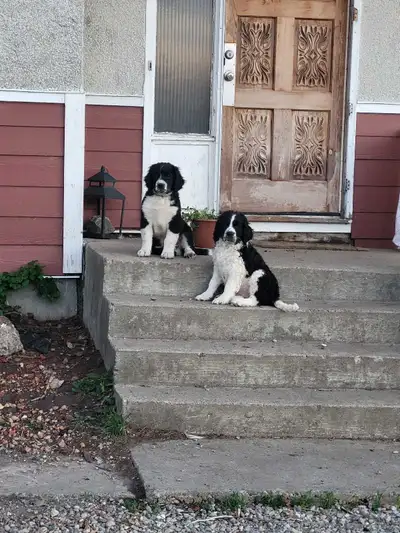 SPRINGER SPANIEL MIX BREED PUPPIES, View more