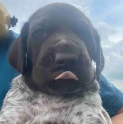 GERMAN SHORTHAIR POINTER MALE, View more