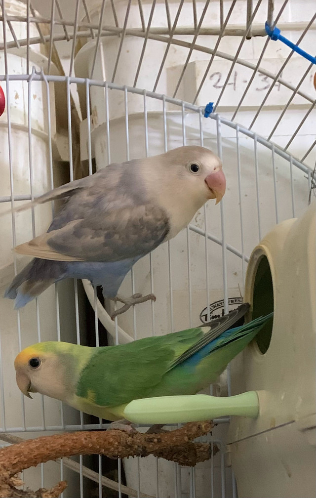 2 pairs of love bird  in Birds for Rehoming in Lethbridge