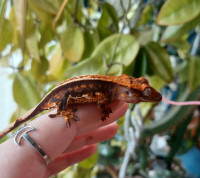 Possible female crested gecko 