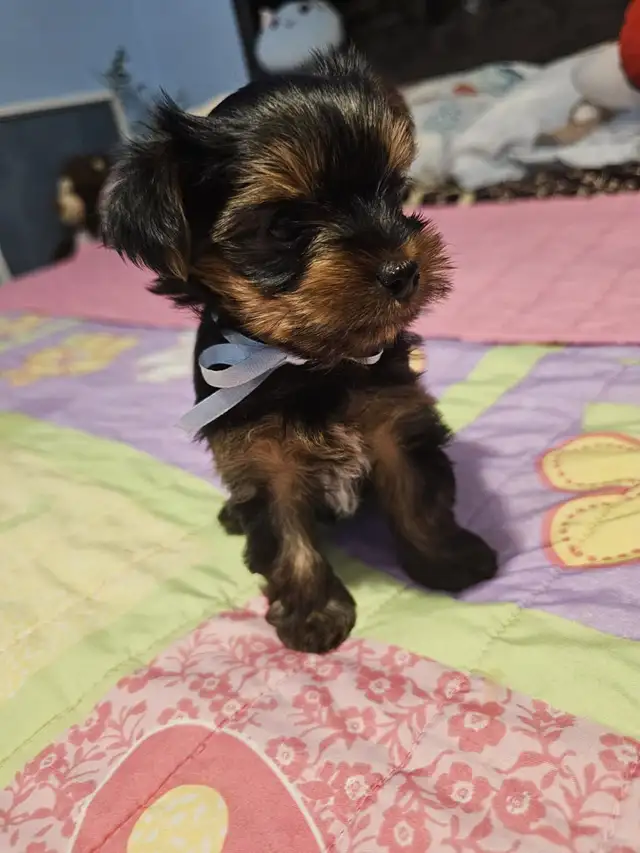 Yorkshire Terrier  puppies in Dogs & Puppies for Rehoming in City of Toronto - Image 10