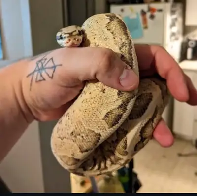 Male Ball Python, View more