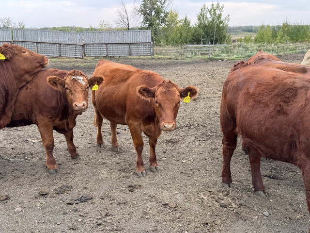 BRED HEIFERS in Livestock in Red Deer