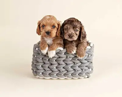 Adorable MINI COCKAPOO Puppies , View more