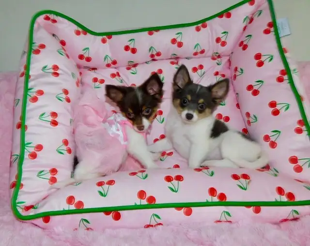 Chiotschihuahua male de 2 mois1/2 in Dogs & Puppies for Rehoming in City of Montréal - Image 8