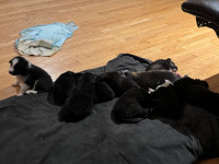 Baby Puppies