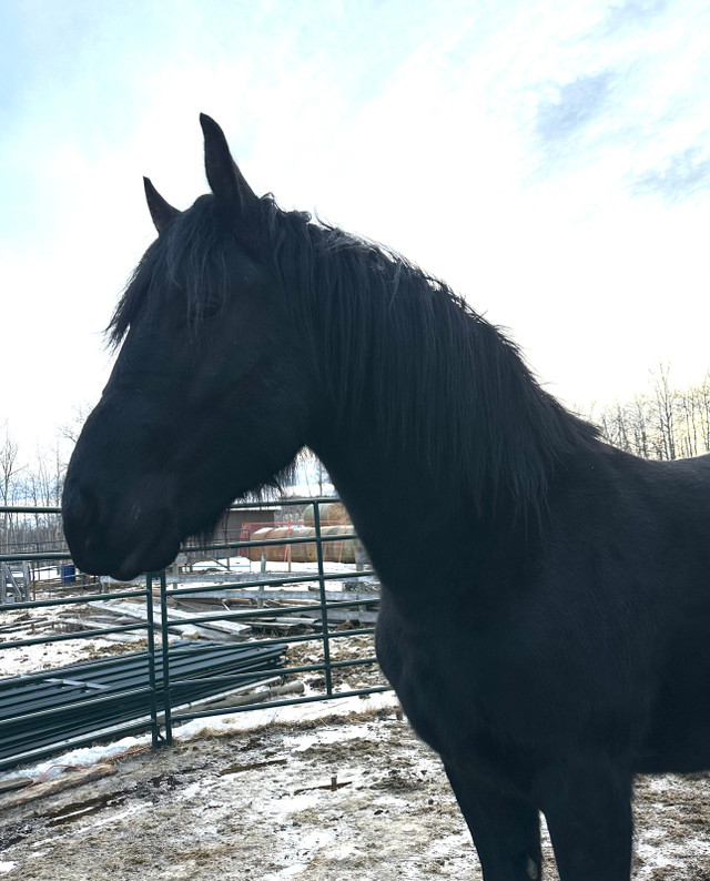 Last chance 50/50 Friesian Percheron Stallion in Horses & Ponies for Rehoming in Dawson Creek