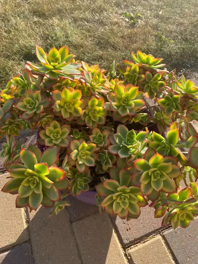 Beautiful plants for sale, View more