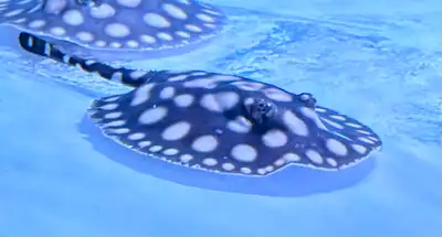 SWC Female Stingray (SW x BD), View more
