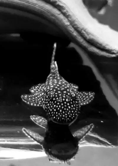 Silvertip bn plecos, View more
