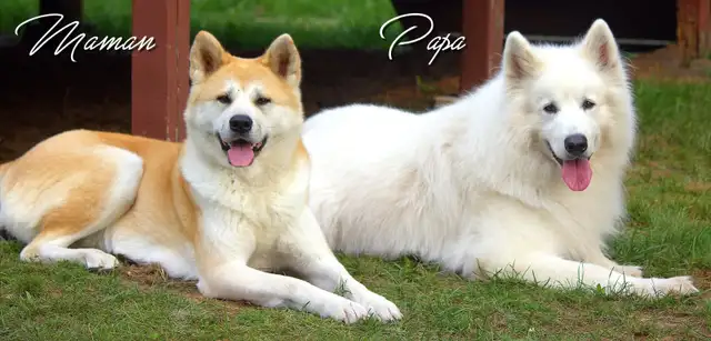 Chiots Samkita Inu puppies in Dogs & Puppies for Rehoming in Drummondville - Image 11