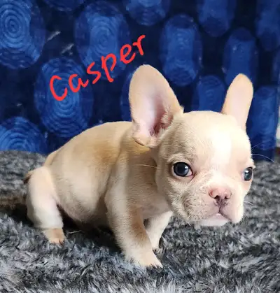 1 adult and 2 pupies purebred French Bulldog, View more