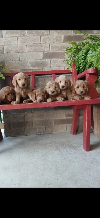Hey there we have 8 amazing little pups looking for their new home! The are great with children and...
