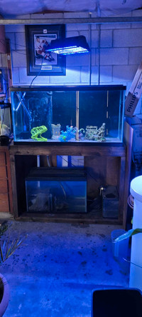 90 gallon salt water aquarium