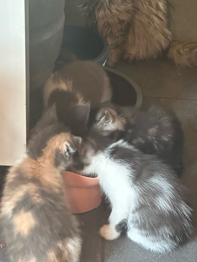 half maincoon kittens in Cats & Kittens for Rehoming in Belleville