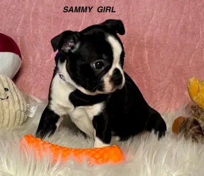 Dedicated breeder of over 30 years experience with beautiful healthy Purebred Boston Terrier Pups Ba...