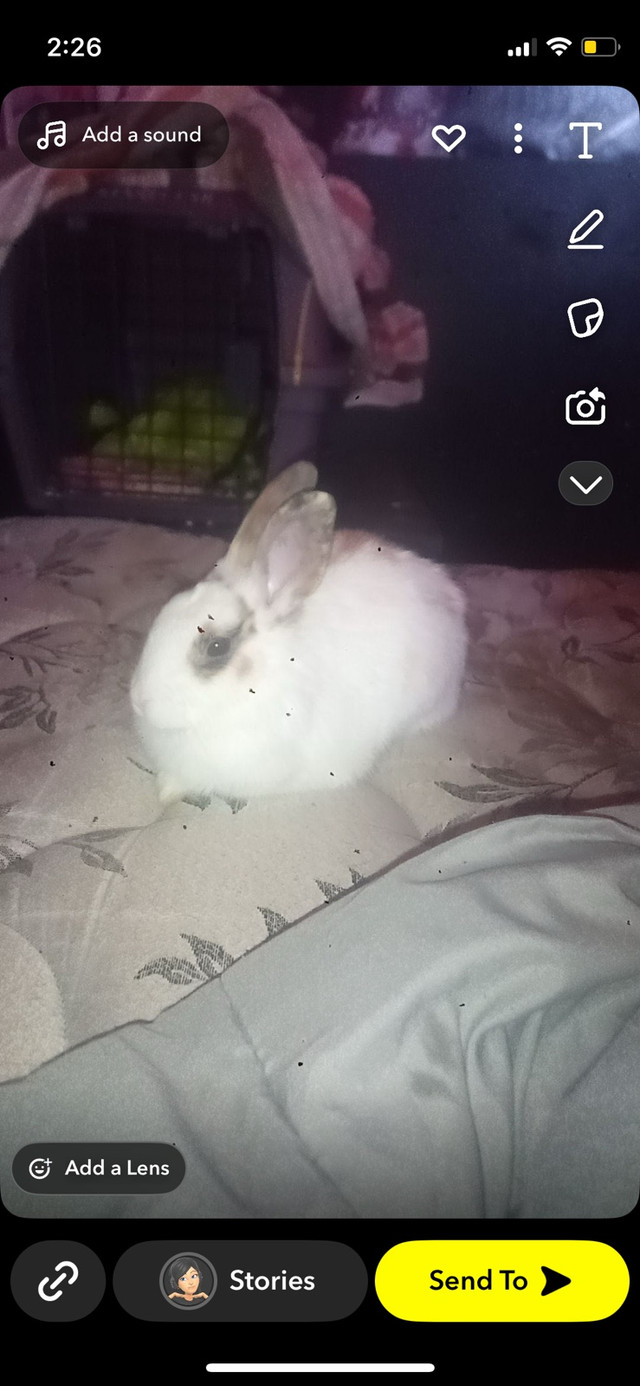 Bunny for sale in Small Animals for Rehoming in Hamilton - Image 2
