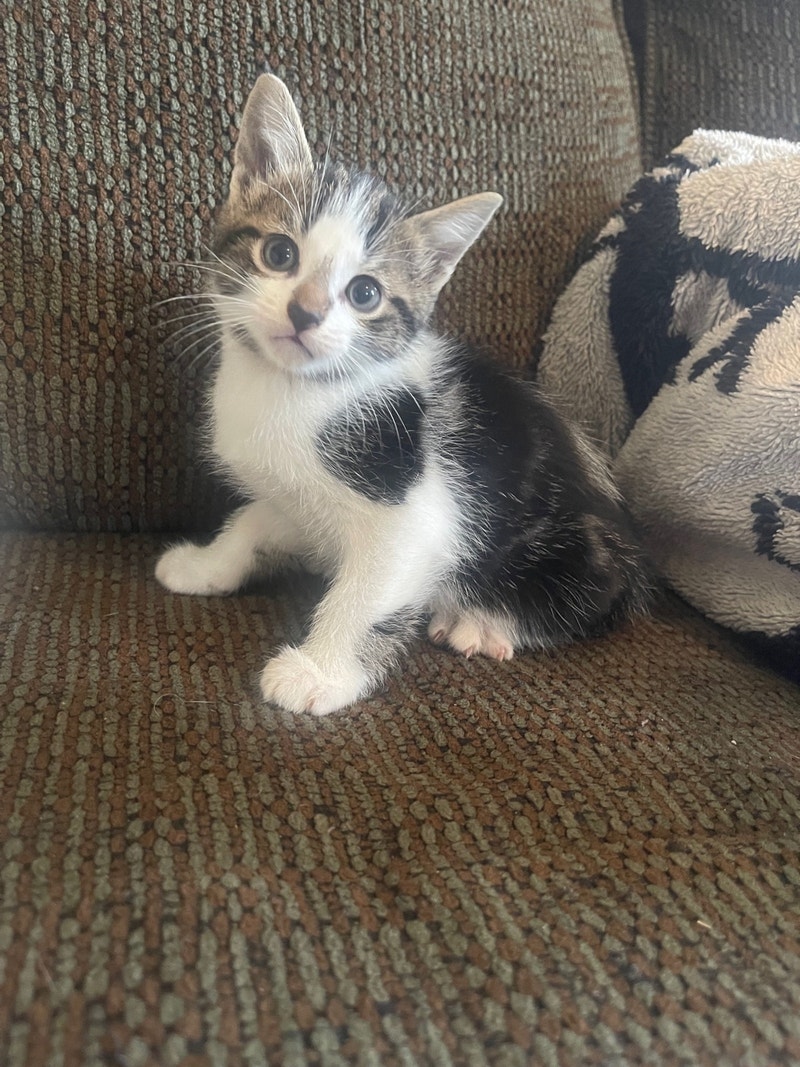 Free kittens Cats & Kittens for Rehoming Ottawa Kijiji