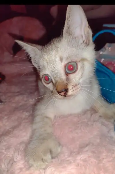 Siamese x Bengal mix. 9 weeks and first vaccines + health check., View more