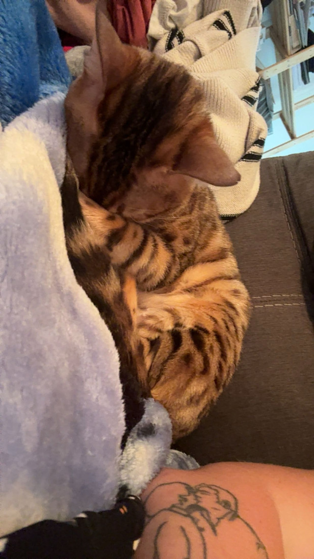 Bengal femelle dans Chats et chatons à adopter  à Lanaudière - Image 3