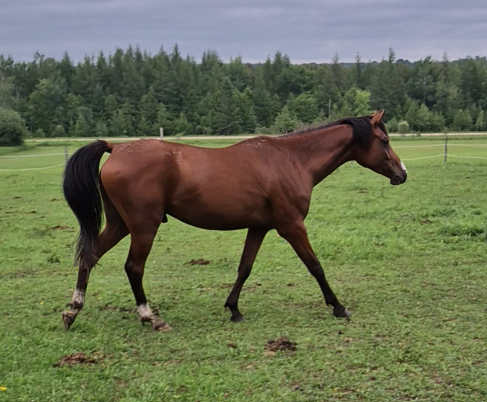 Tall 5yo Bay Arabian gelding -Project horse in Horses & Ponies for Rehoming in Owen Sound - Image 3