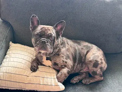 FRENCH BULLDOG TO REHOME- male, 3 y/o, blue Merle, neutered., View more