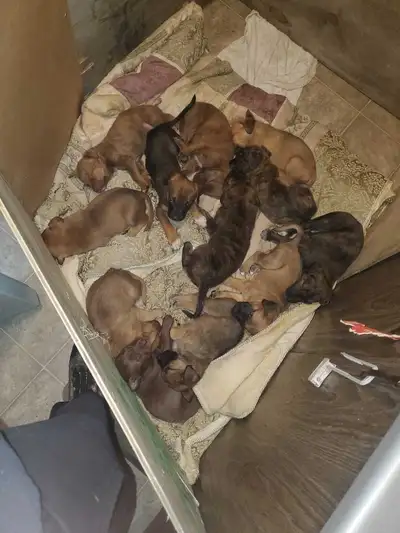 Cane Corso x great Pyrenees x Catahoula Leppard puppies, View more