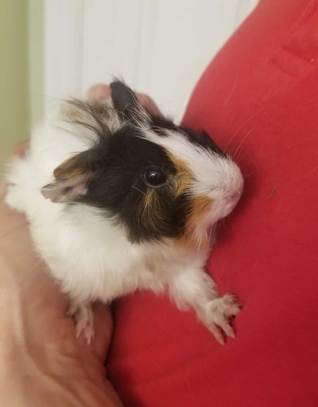 Baby guineapig girl  in Small Animals for Rehoming in City of Toronto