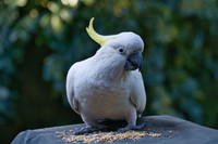 Sulfer crested cockatoo