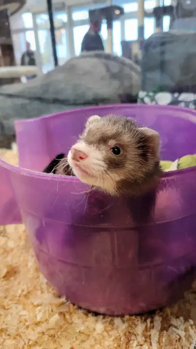 We have some adorable baby ferrets available both boys just 13 weeks old they have been descented va...