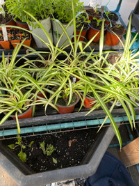 Verigated spider plants