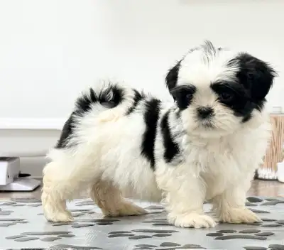 Cute Shihtzu puppies, View more