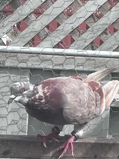 pigeon brown and white male, View more