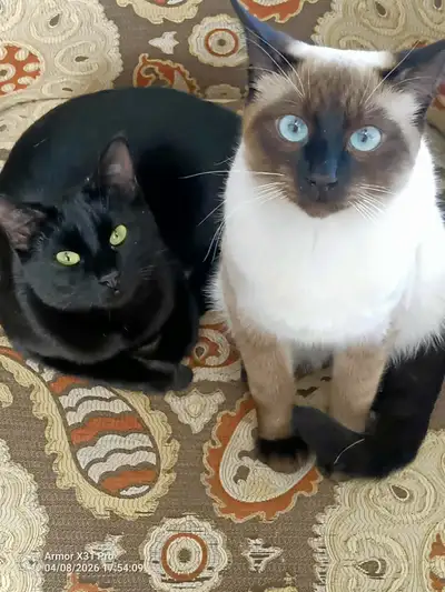 yin and yang siamese mix, View more