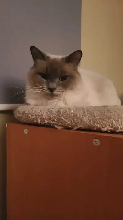 Chats à vendre pas chère contre bons soins. Ce sont 2 femelles de 2 ans opperées, vaccinées, vermifu...