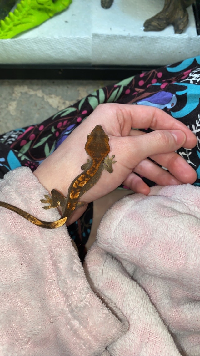 Crested gecko with terrarium and supplies Reptiles & Amphibians for